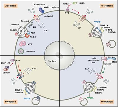 The endosomal sorting complex required for transport repairs the membrane to delay cell death